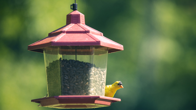 A yellow bird perched on a bird feeder containing seeds