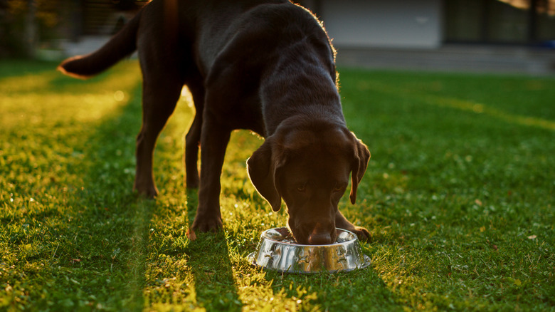 A dog having its meal in the yard