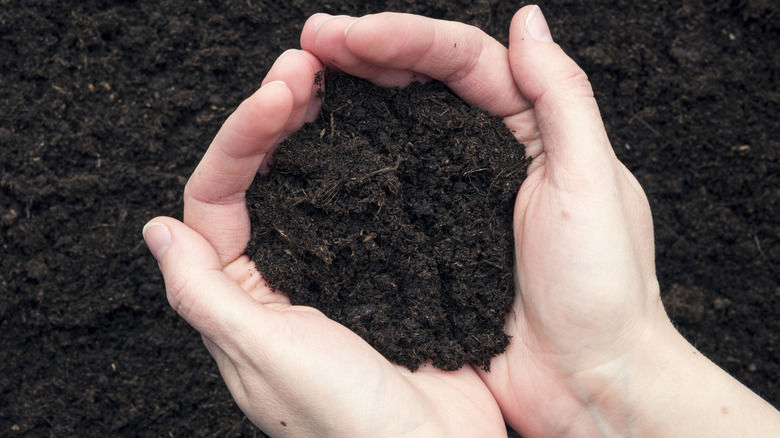 Hands holding rich garden soil