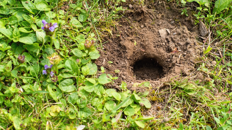 A large hole in the middle of a yard