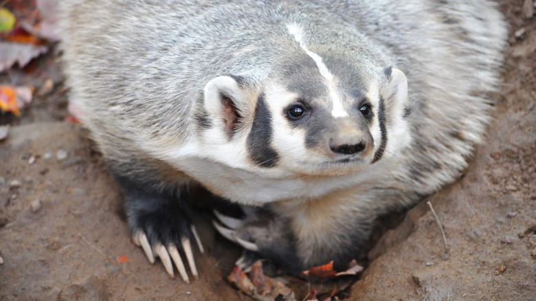 An adorable-looking American badger resting on some rocks