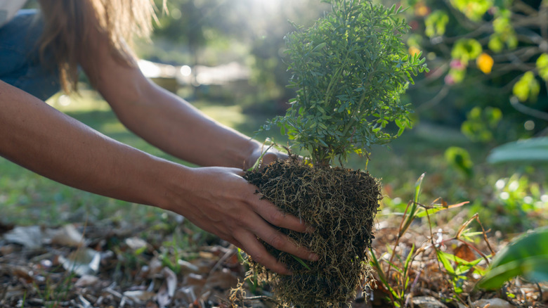 A woman is planting a tree in her yard
