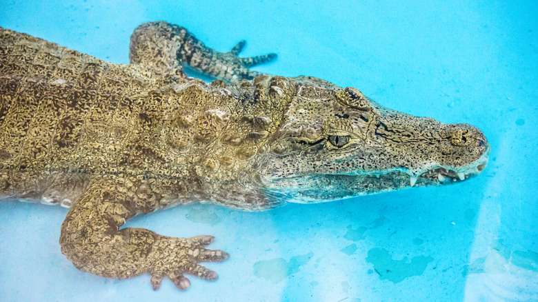 An alligator swims in a backyard pool