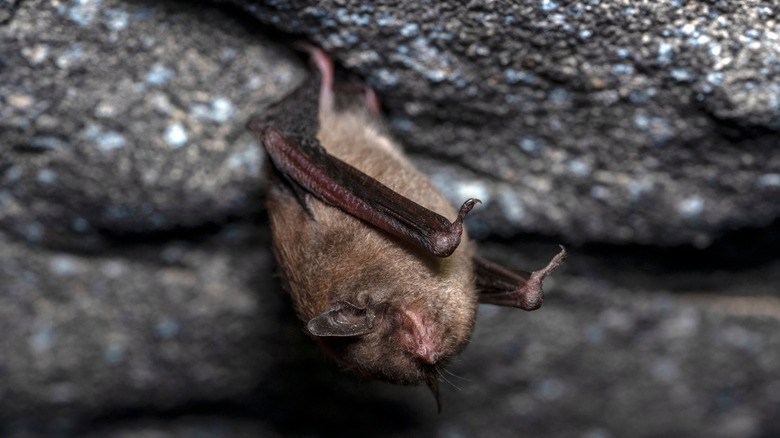 An endangered Indiana bat hangs from a rock