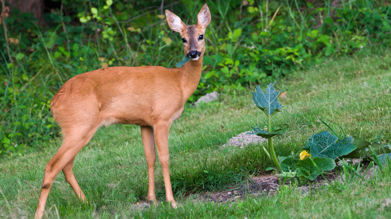 A deer looks up while eating the leaf of a squash plant