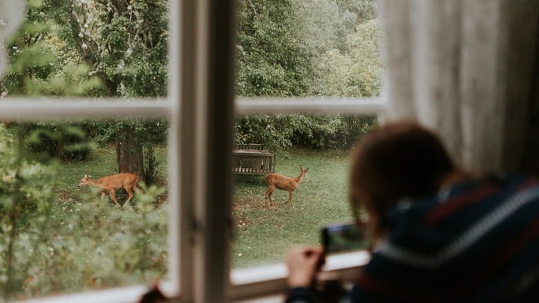 A woman takes photos of deer in her yard