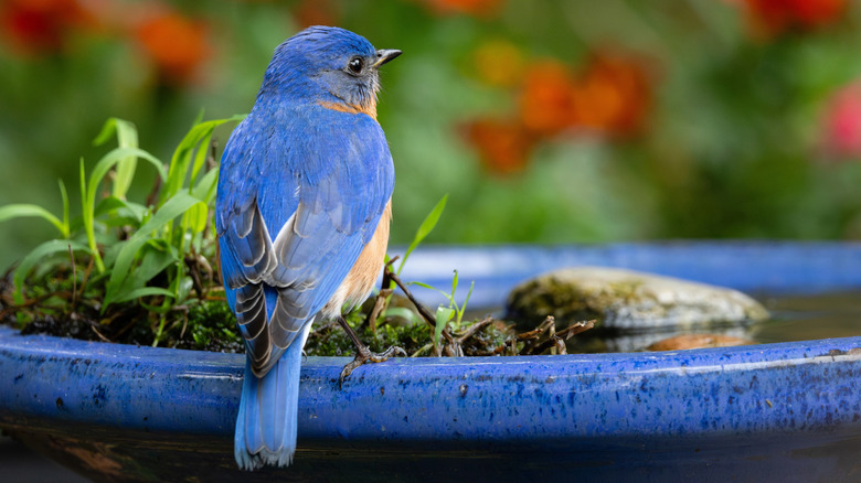 A bluebird sits in a backyard birdbath