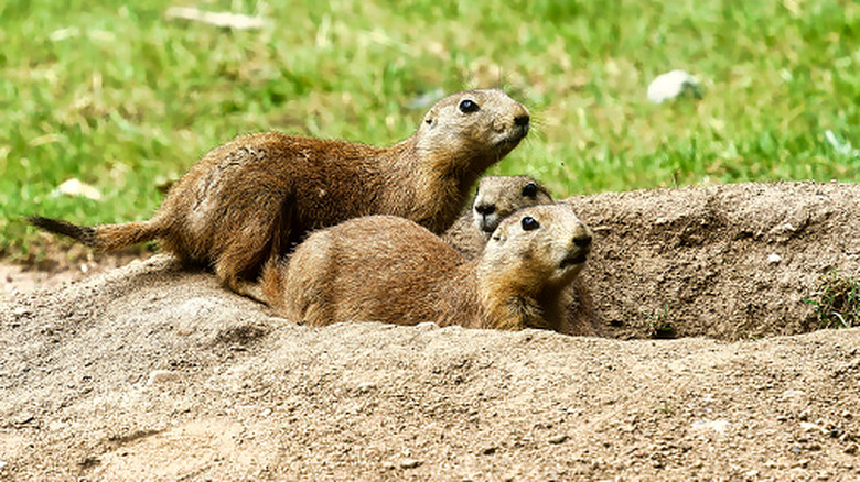 Three prairie dogs stand near a burrowed hole in a grassy lawn