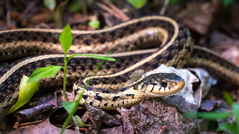 An Eastern garter snake hides in a pile of leaf debris