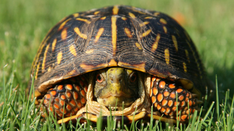 An Eastern box turtle hides in the grass