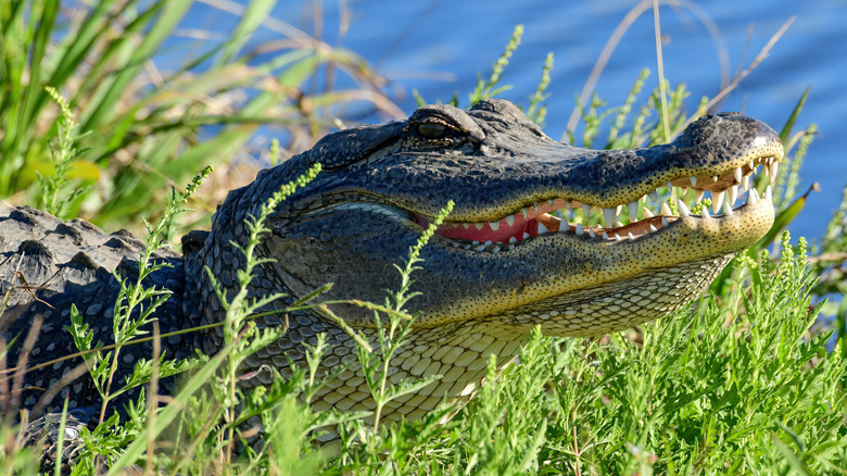 An American alligator by the water