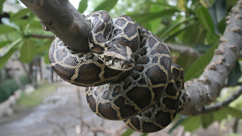 Burmese python coiled around a tree branch