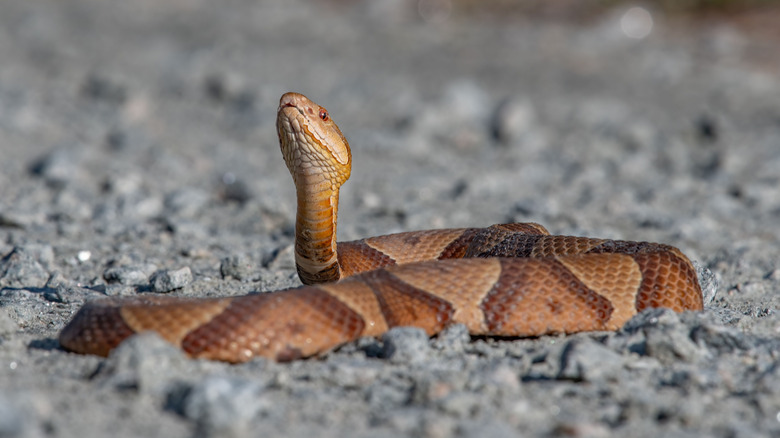 Copperhead snake on gravel
