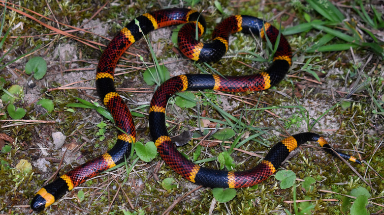 A coral snake in the grass