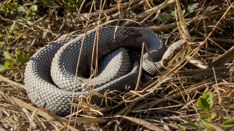 A cottonmouth snake curled in dry plants