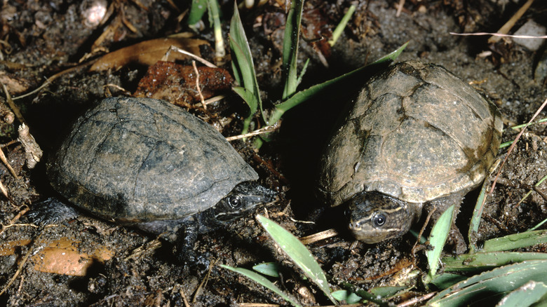 A pair of eastern musk turtles in the mud