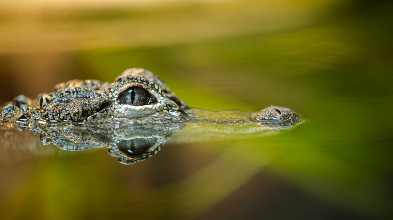 An alligator with only eyes visible above water