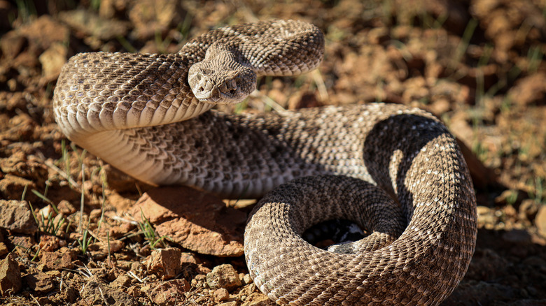 Diamondback rattlesnake coiled defensively