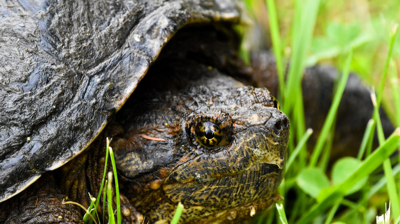 Close up of a common snapping turtle in grass