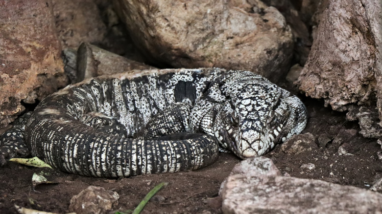 A black and white tegu lizard sleeping beside rocks