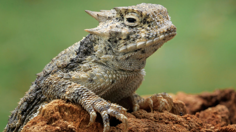 A Texas horned lizard on a rock