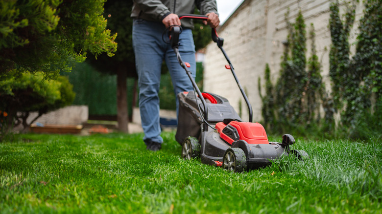 A man pushes a lawn mower on the lawn