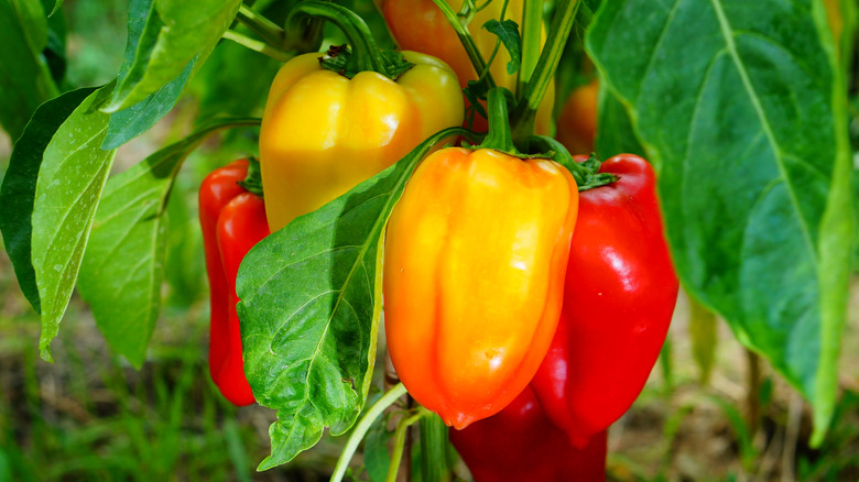 Close up large bell pepper plant
