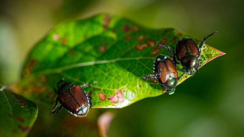 Three Japanese beetles on a leaf