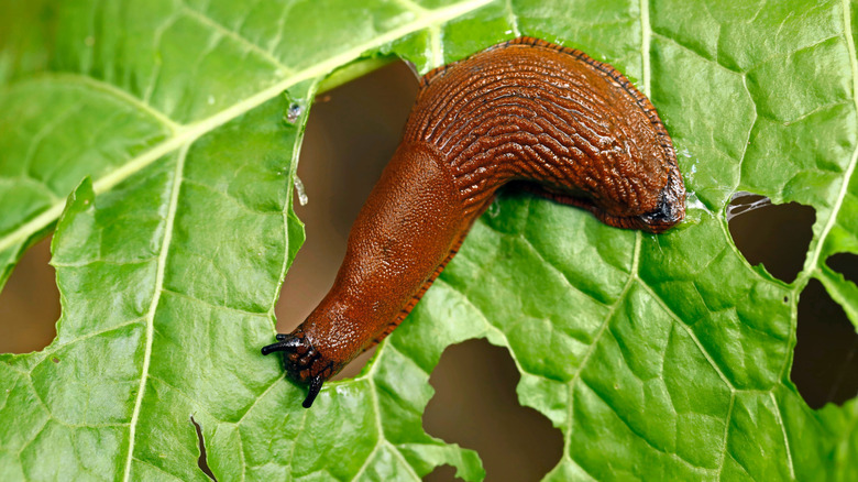 Brown slug eating a lettuce leaf