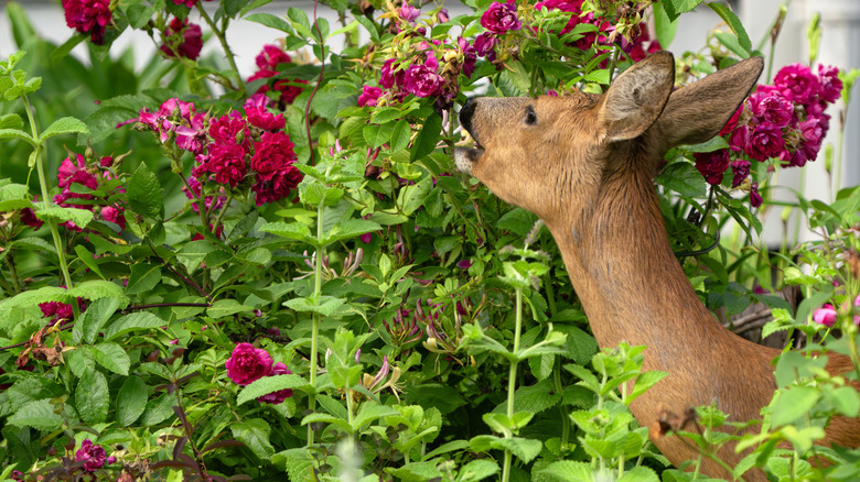 Deer eating flowers in garden