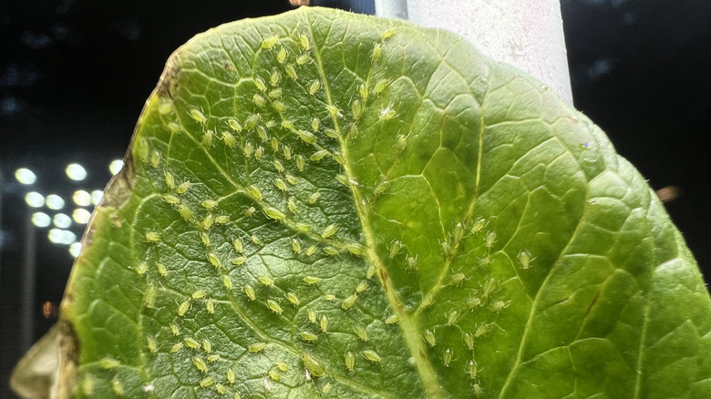 Large lettuce leaf with aphids