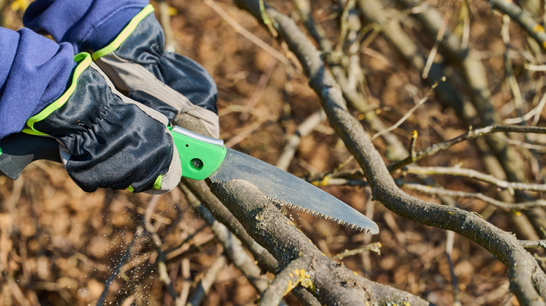 Person using a handsaw on tree branches