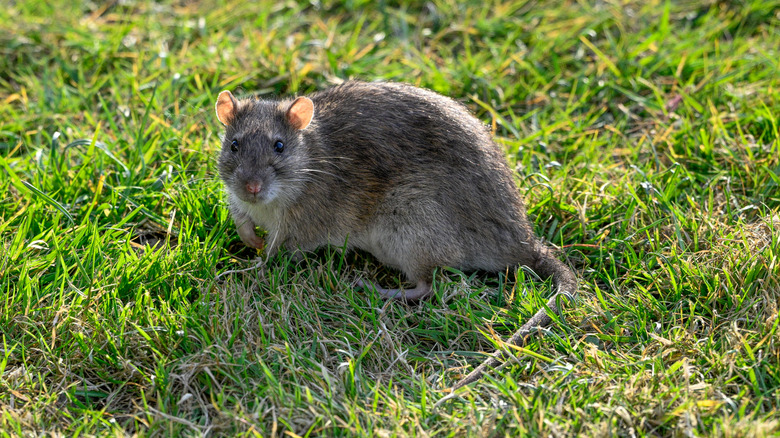 Rat in grass