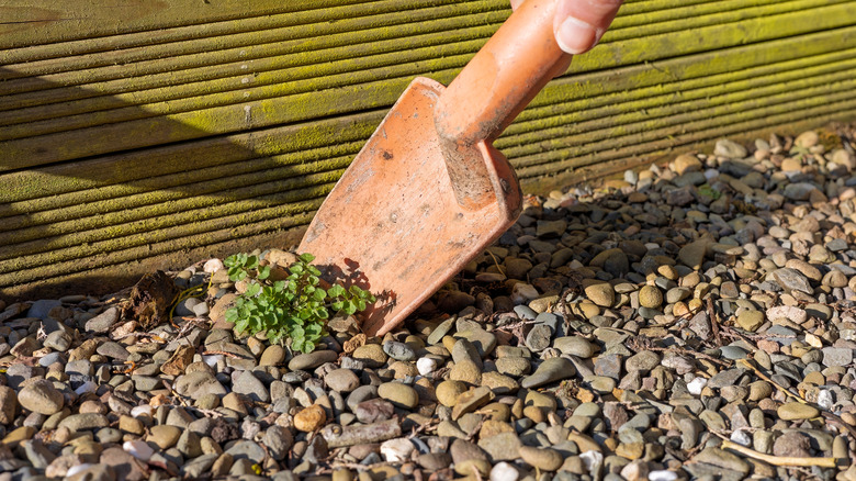 Gardener using a trowel to dig weeds from gravel