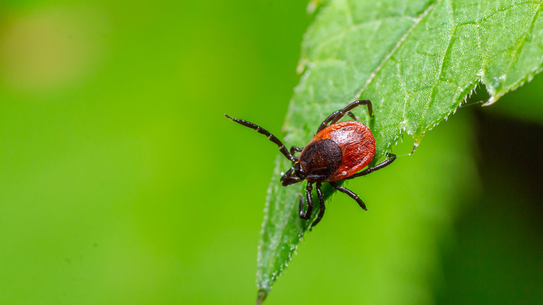 Tick on a green leaf ready to strike