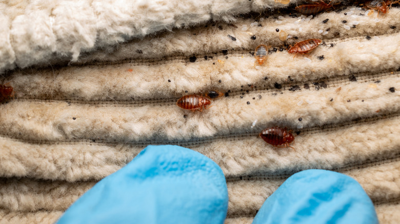 Gloved hand inspecting bed bug infestation on mattress