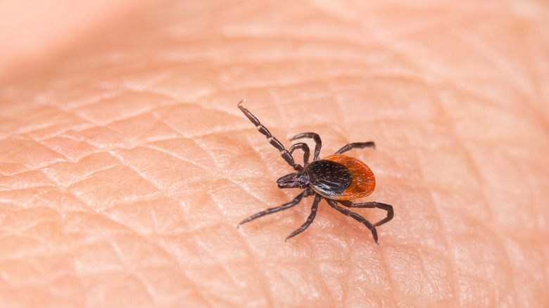 up close photo of a tick on human skin