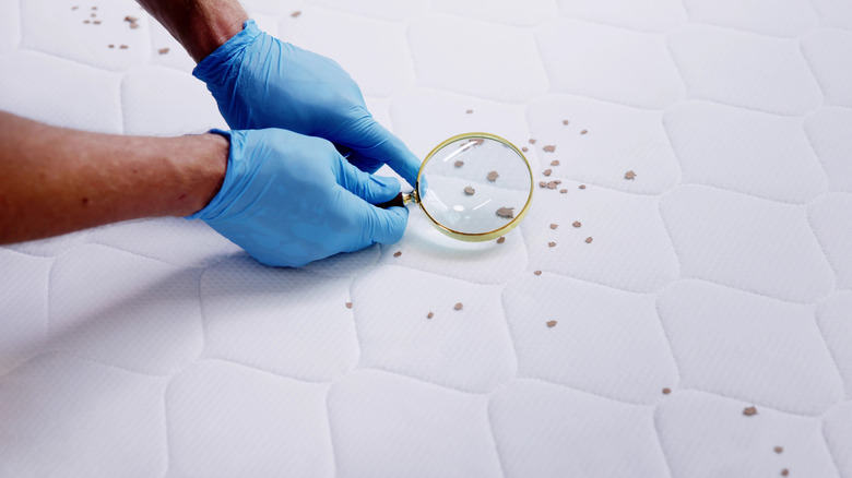Gloved hands holding magnifying glass over bugs on mattress