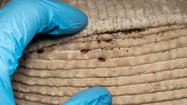 Gloved hand removing bed bugs from a brown mattress