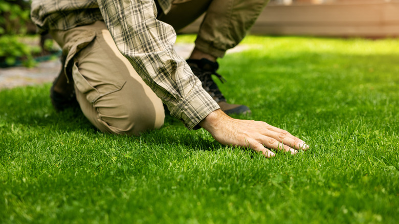 Before Spring Arrives, Do This To Get Greener Grass