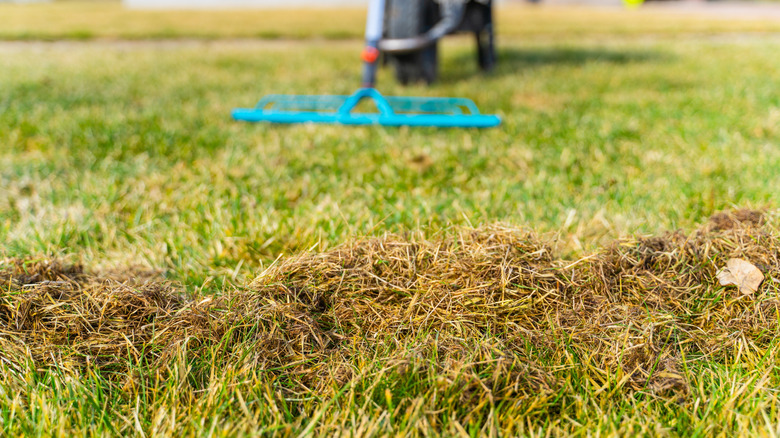 Clumps of dead grass raked up on lawn