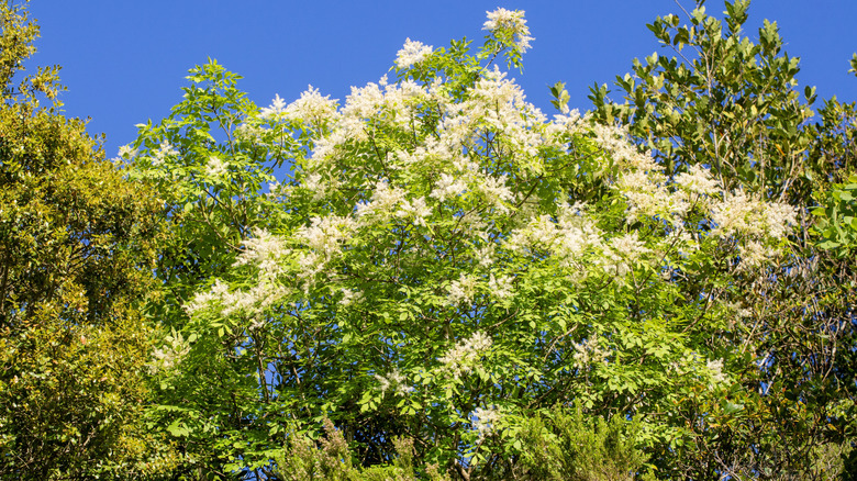 A blooming ash tree with white flowers decorating its canopy