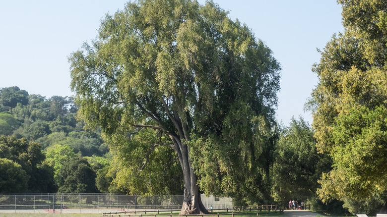California bay growing in a fenced area
