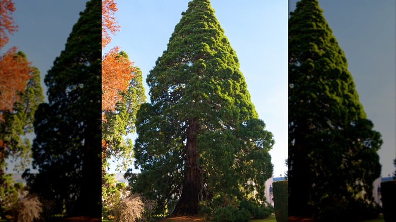 A tall coast redwood tree