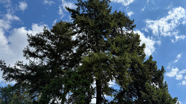 Douglas firs reaching for the skies