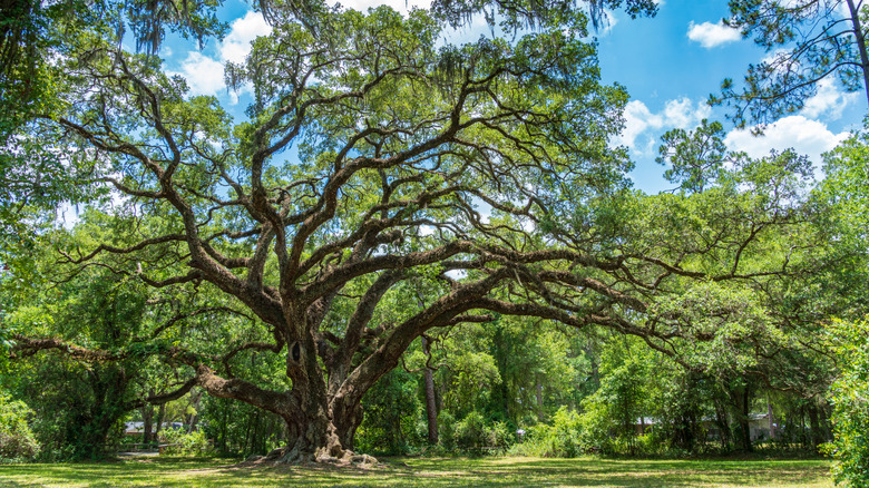 A large live oak tree with spread out branches