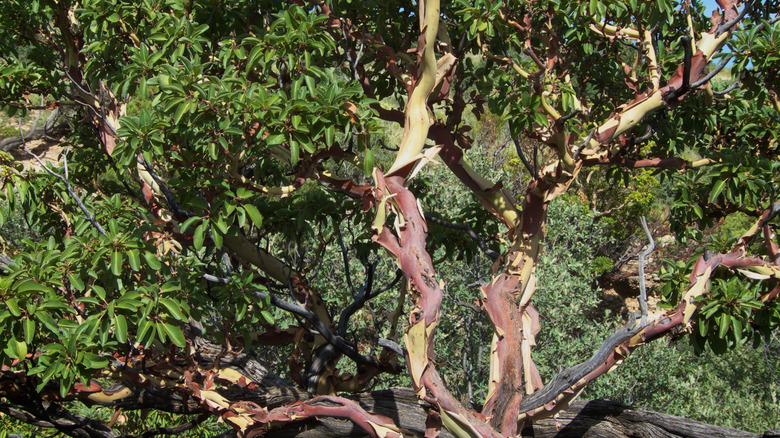 A madrone tree with mature branches