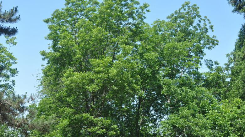 A dense pecan tree in a garden