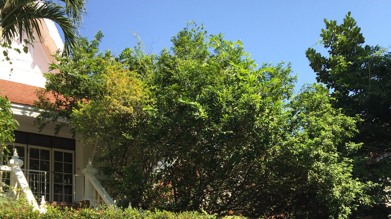 A river birch tree is growing near a property