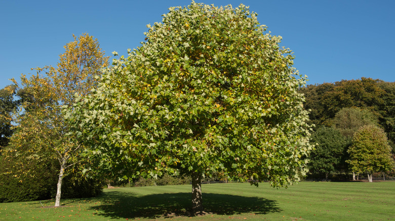 A tulip tree in a park